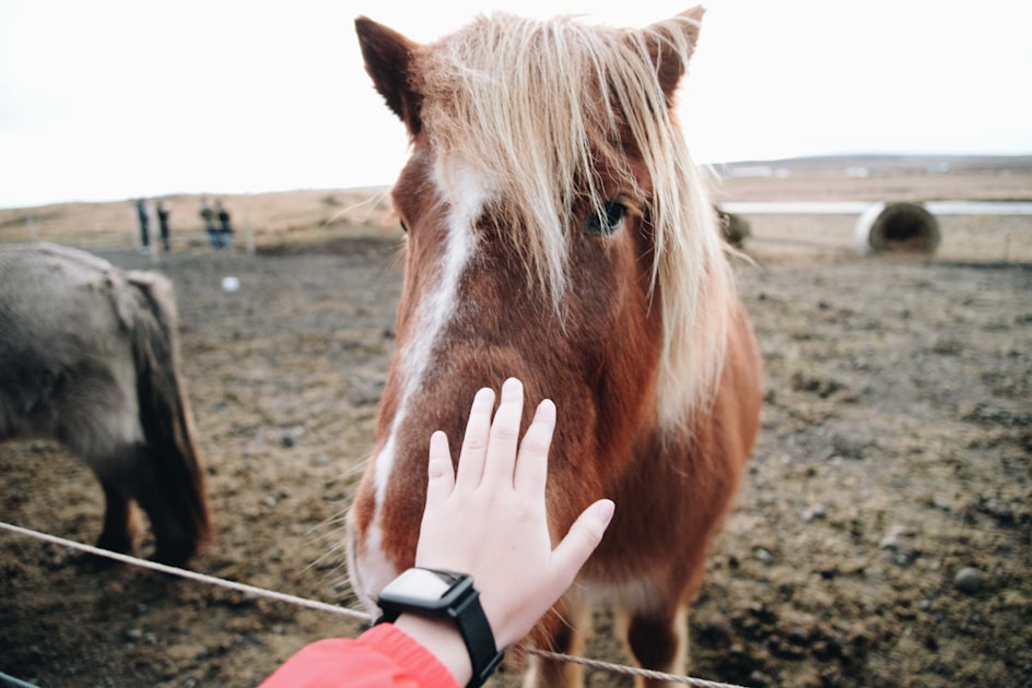 Creating a Peaceful Ranch