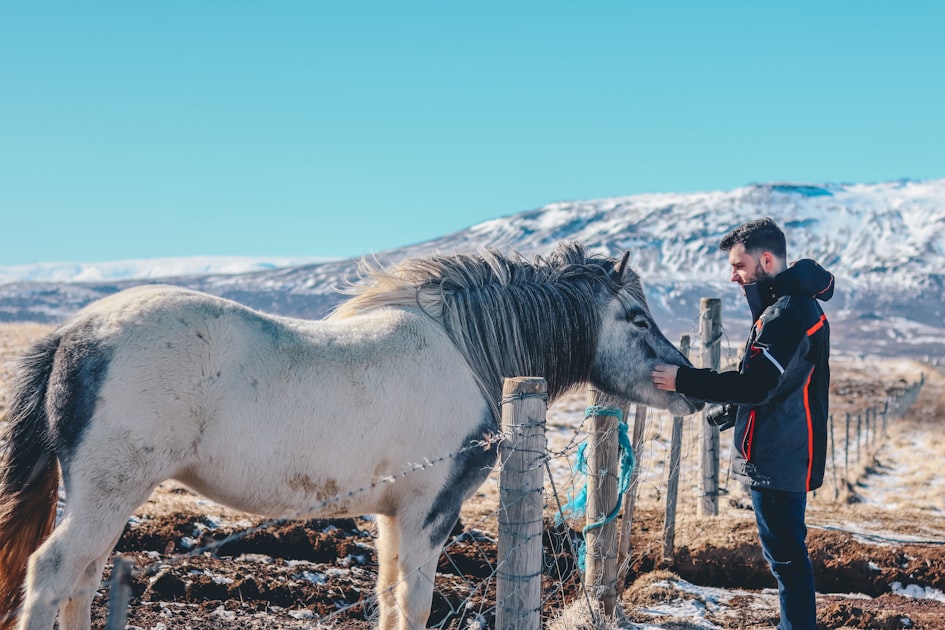 Healing Through Horses